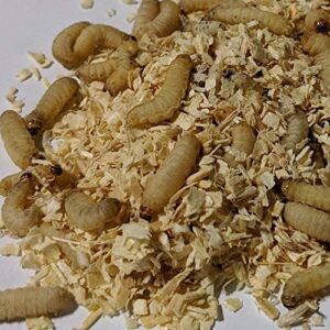DBDPet Premium 250-300 Live Waxworms - Best Bait for Fishing, Reptile and Amphibian Foods, Bearded Dragons Leopard Geckos and Chameleon Treats