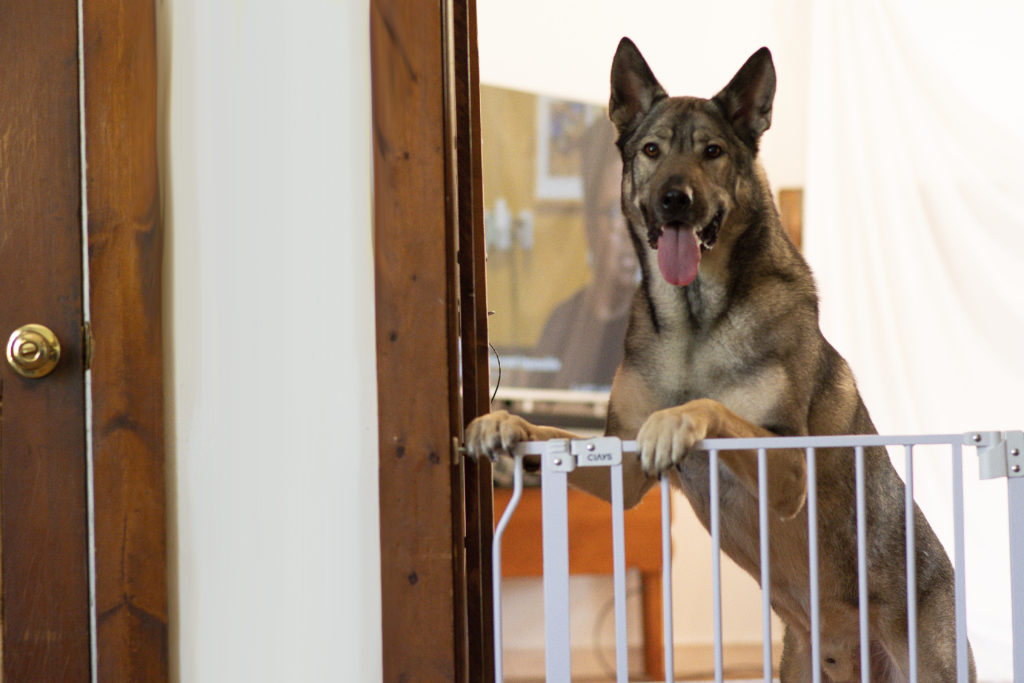 CIAYS pet gate shown in doorway with german shepherd Indie from rebarkable with two paws on it