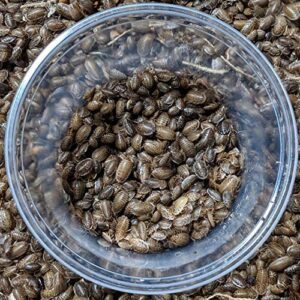 DBDPet Premium Live Dubia Roaches 101ct Small (0.25-0.375") - Bearded Dragon, Leopard Gecko, Phelsuma, Chameleon, and Other Small Reptile Food - Includes a Caresheet