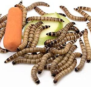 Freshinsects Live Superworms Organically Grown, Feed Reptile, Birds, Fishing Best Bait - 100 Count